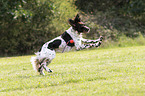 playing German longhaired Pointer