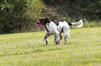 playing German longhaired Pointer
