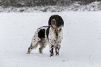 standing German longhaired Pointer