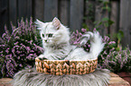 lying German Longhair kitten