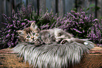 lying German Longhair kitten