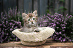 German Longhair kitten