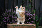 standing German Longhair kitten