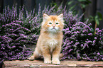 sitting German Longhair kitten