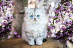 sitting German Longhair kitten