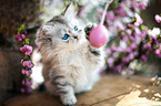 sitting German Longhair kitten