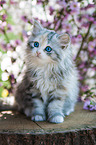 sitting German Longhair kitten
