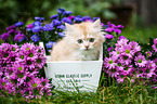 German Longhair kitten portrait