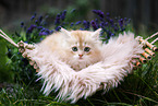 lying German Longhair kitten