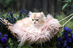 lying German Longhair kitten