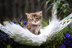 sitting German Longhair kitten