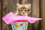 German Longhair kitten