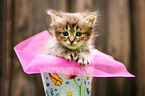 German Longhair kitten