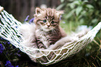 sitting German Longhair kitten