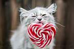 German Longhair kitten portrait