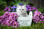 German Longhair kitten portrait