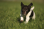 running German longhaired Pointer Puppy
