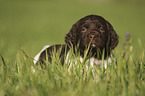 lying German longhaired Pointer Puppy