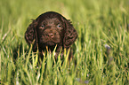 German longhaired Pointer Puppy portrait
