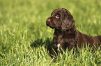 German longhaired Pointer Puppy
