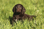 German longhaired Pointer Puppy