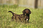 standing German longhaired Pointer Puppy