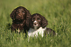 German longhaired Pointer Puppies portrait