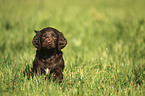 standing German longhaired Pointer Puppy