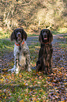 2 German longhaired Pointer