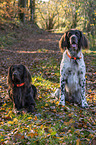 2 German longhaired Pointer