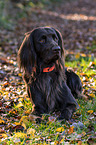 lying German longhaired Pointer