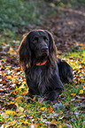 lying German longhaired Pointer