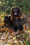 lying German longhaired Pointer