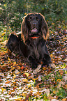 lying German longhaired Pointer