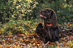 lying German longhaired Pointer