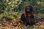 lying German longhaired Pointer