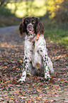 sitting German longhaired Pointer