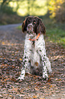 sitting German longhaired Pointer