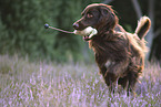 German longhaired Pointer with dummy