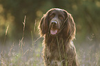 German longhaired Pointer Portrait