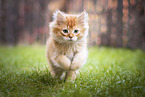 German Longhair Kitten