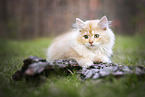 German Longhair Kitten