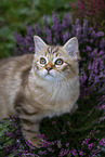 German Longhair Kitten