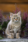 German Longhair Kitten