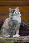 sitting German Longhair