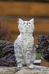 German Longhair Kitten