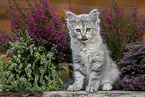 German Longhair Kitten