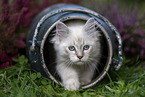 German Longhair Kitten