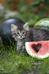 German Longhair Kitten