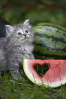 German Longhair Kitten